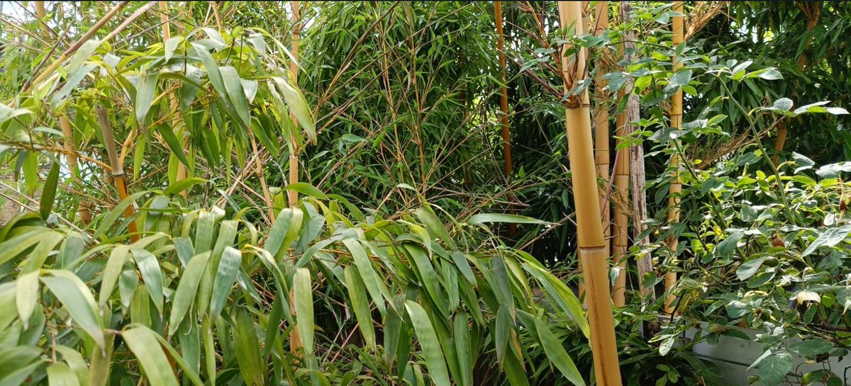 calsurv's tweet photo. #Bamboo extending 6m high in the garden of a property we are inspecting in #Southfields today. This has spread from a neighbouring garden into the two adjacent gardens, leading to damage of paving. Removal of the bamboo and its root system is required, before repaving. #Survey https://t.co/nlgisxuzdv