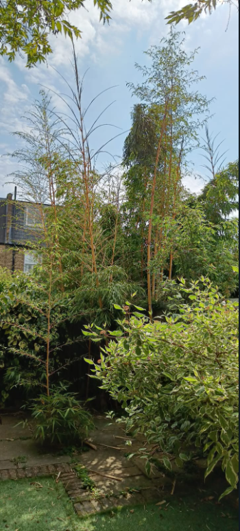 #Bamboo extending 6m high in the garden of a property we are inspecting in #Southfields today. This has spread from a neighbouring garden into the two adjacent gardens, leading to damage of paving. Removal of the bamboo and its root system is required, before repaving. #Survey