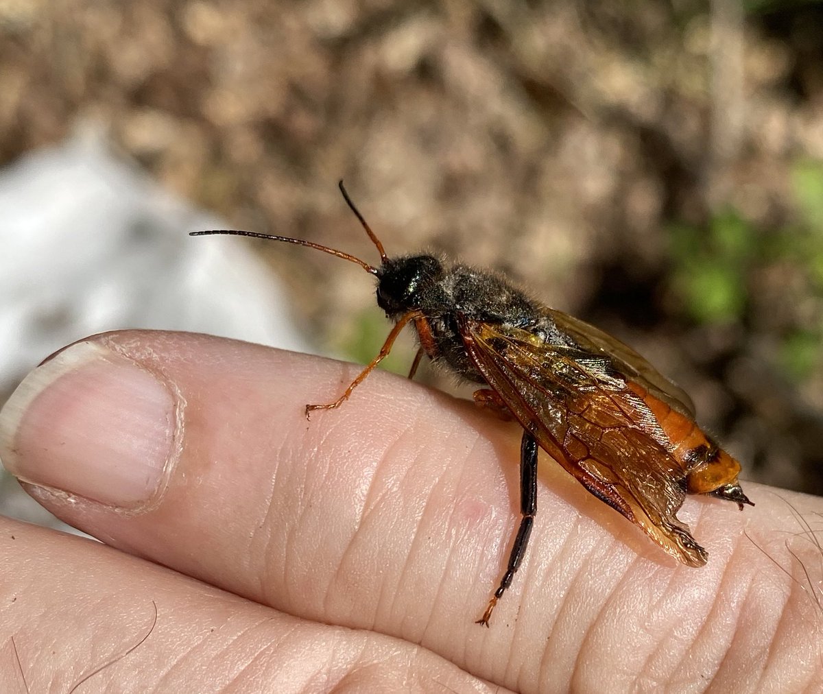TBeetles's tweet photo. Sirex juvencus, Cumbrian Woodland, survey yesterday. A bit of a beast! #Symphyta #Sawfly https://t.co/IKW5caC4My