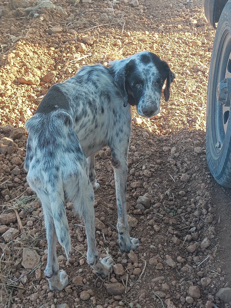 insidedevilinI's tweet photo. @AnimalistaAsa rescato a Isidro en muy malas condiciones, gracias a los cuidados y cariño de nuestros voluntarios y una gran familia q lo ha acogido, da gusto ver lo feliz que es ahora
#AdoptaNoCompres https://t.co/KlCJiQtWgH