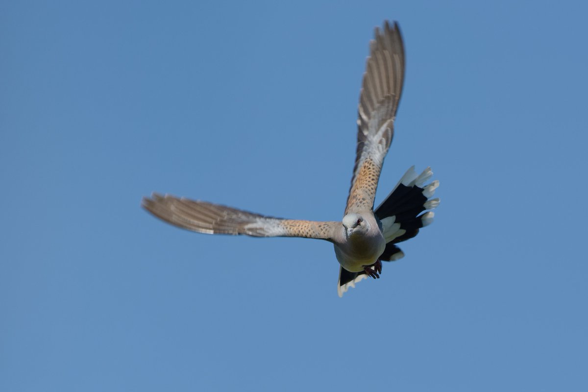 Exciting news for European Turtle-Doves! 🕊️

This species, once synonymous with “worrying decline” is showing the first signs of recovery on the western flyway! 

Thanks to efforts like the zero-take policy implemented in France, Spain, Portugal, and parts of Italy, we're seeing