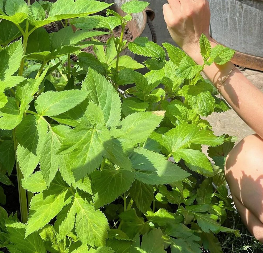 Lambs Conduit Street tweet media