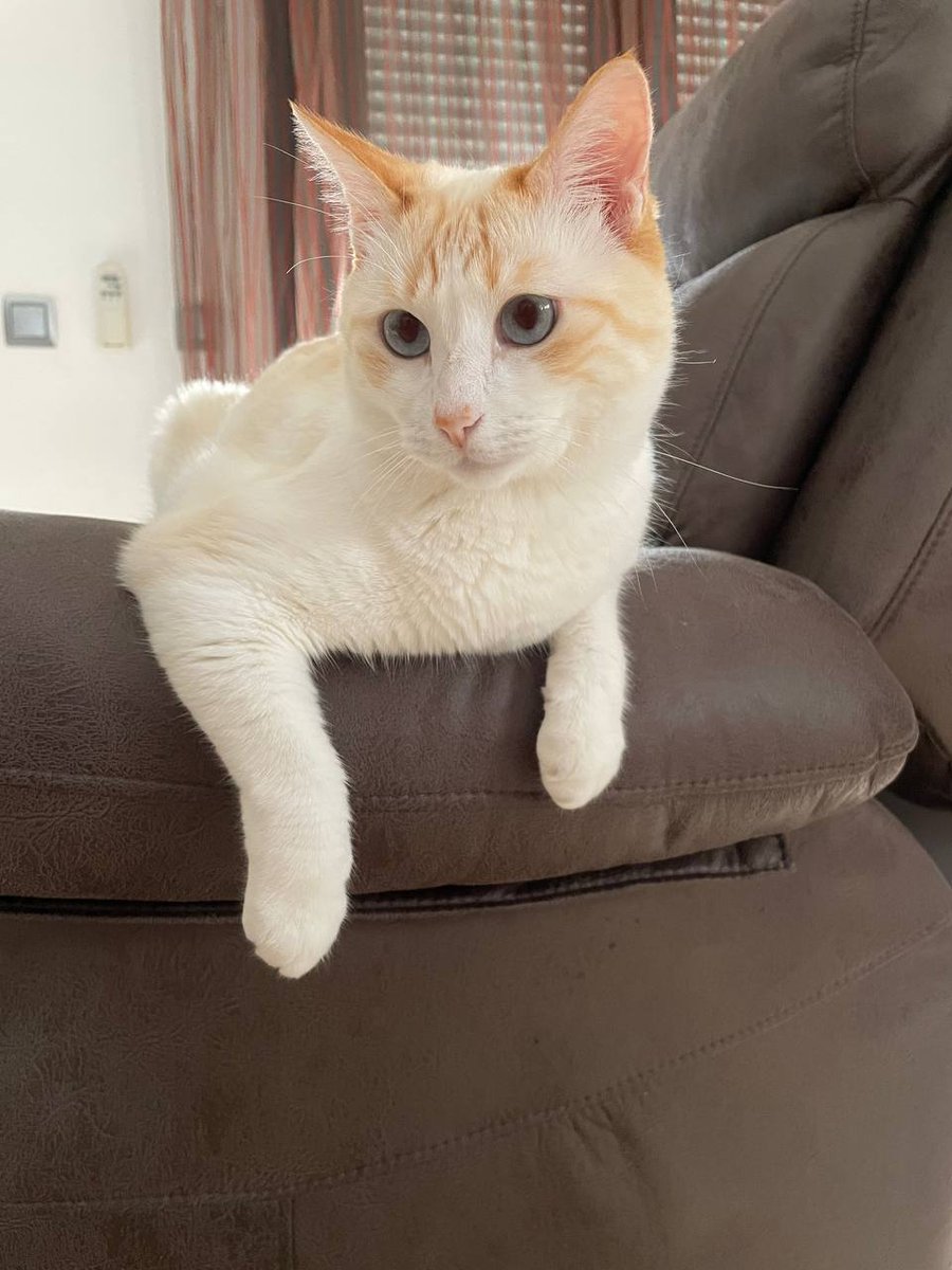 Weebandplay's tweet photo. Mi gato es un putisimo modelo. https://t.co/9oDiCdskkw