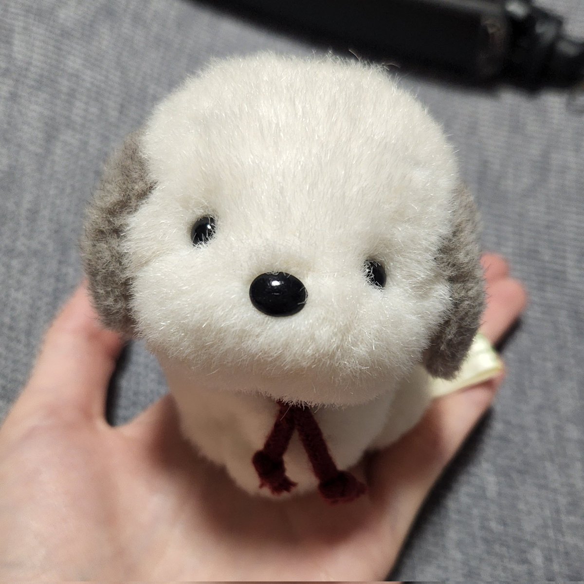 うちのうめ吉がかわいい。