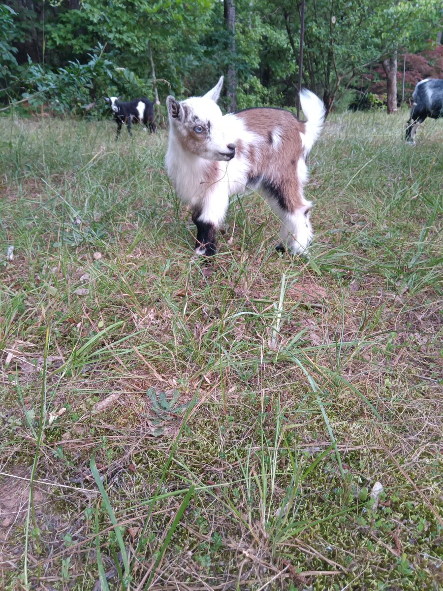 Much needed break for my mental health. While things aren't looking up too much, I'm back and can't wait to get back into the swing of things 💖 

Also, meet my new baby, Sugar Foot 💕