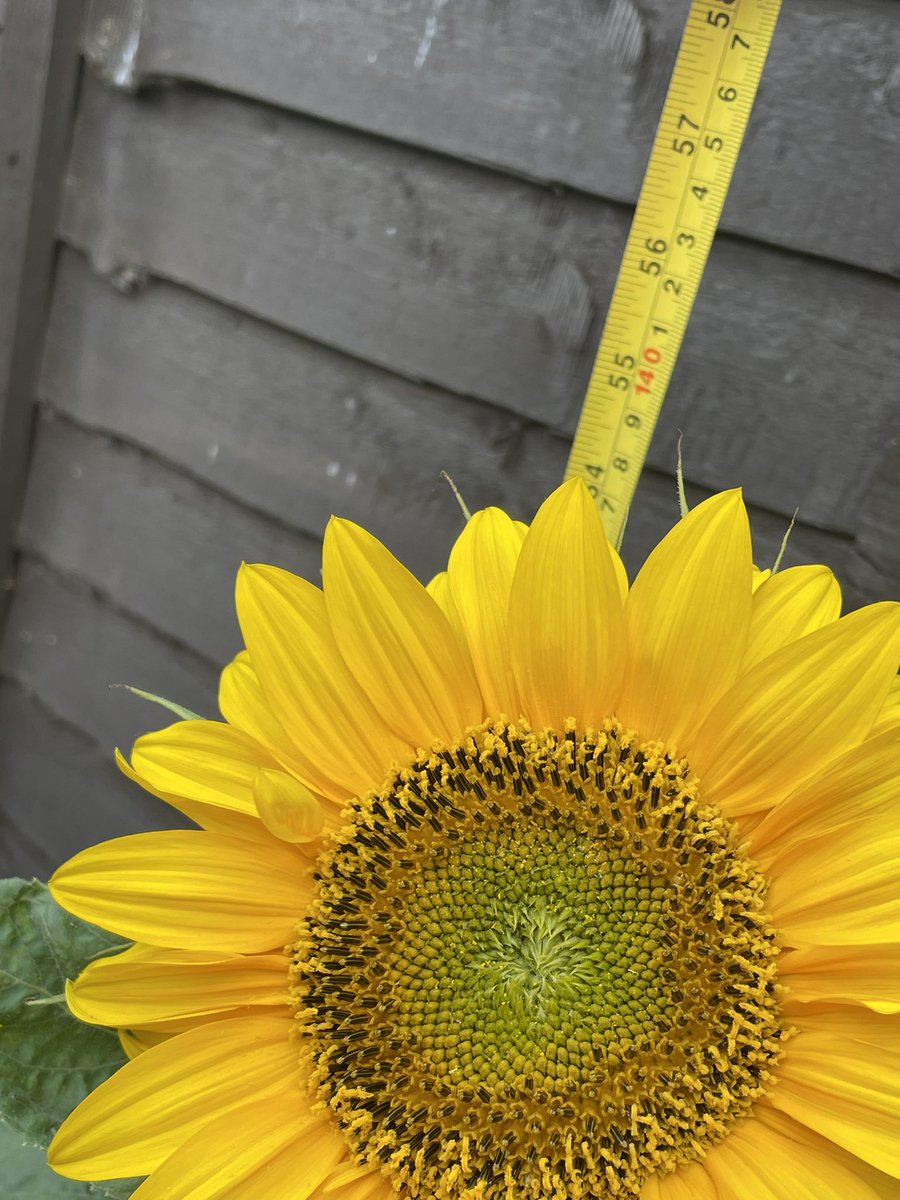 RachelChambers5's tweet photo. @LarchwoodPS Elise’s (RM) first year of the sunflower competition 140cm https://t.co/eo7Mz2HtnB