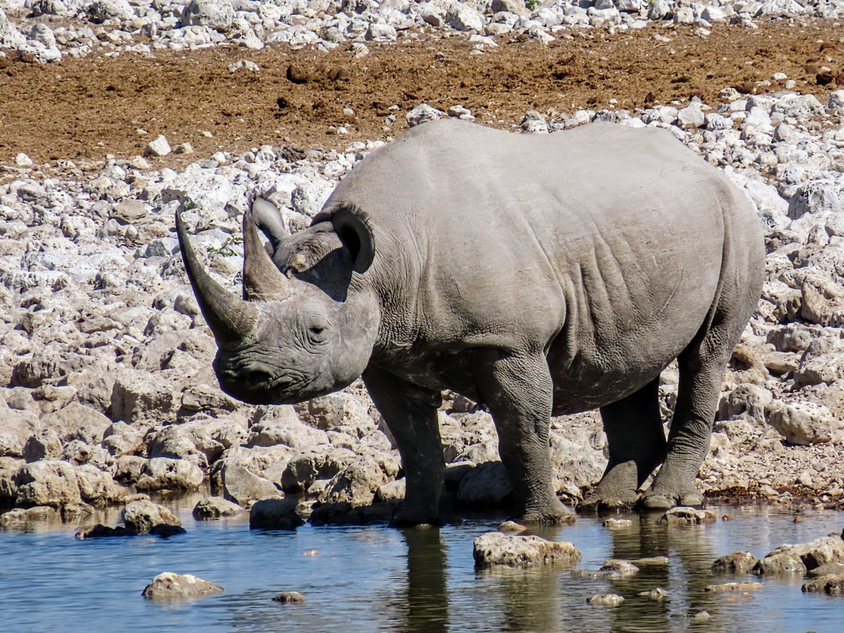 Wild Frontiers tweet media