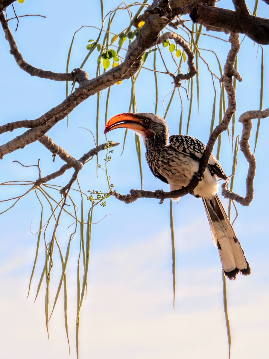 🇳🇦 When our Senior Ops Manager, Charlotte, joined our Namibia group tour, the #wildlife encounters were, unsurprisingly, one of the highlights of her trip! 

🦓 Why not go on your own game drive and find your wild in #Namibia ?

Tours this way: wildfrontierstravel.com/en_GB/destinat…