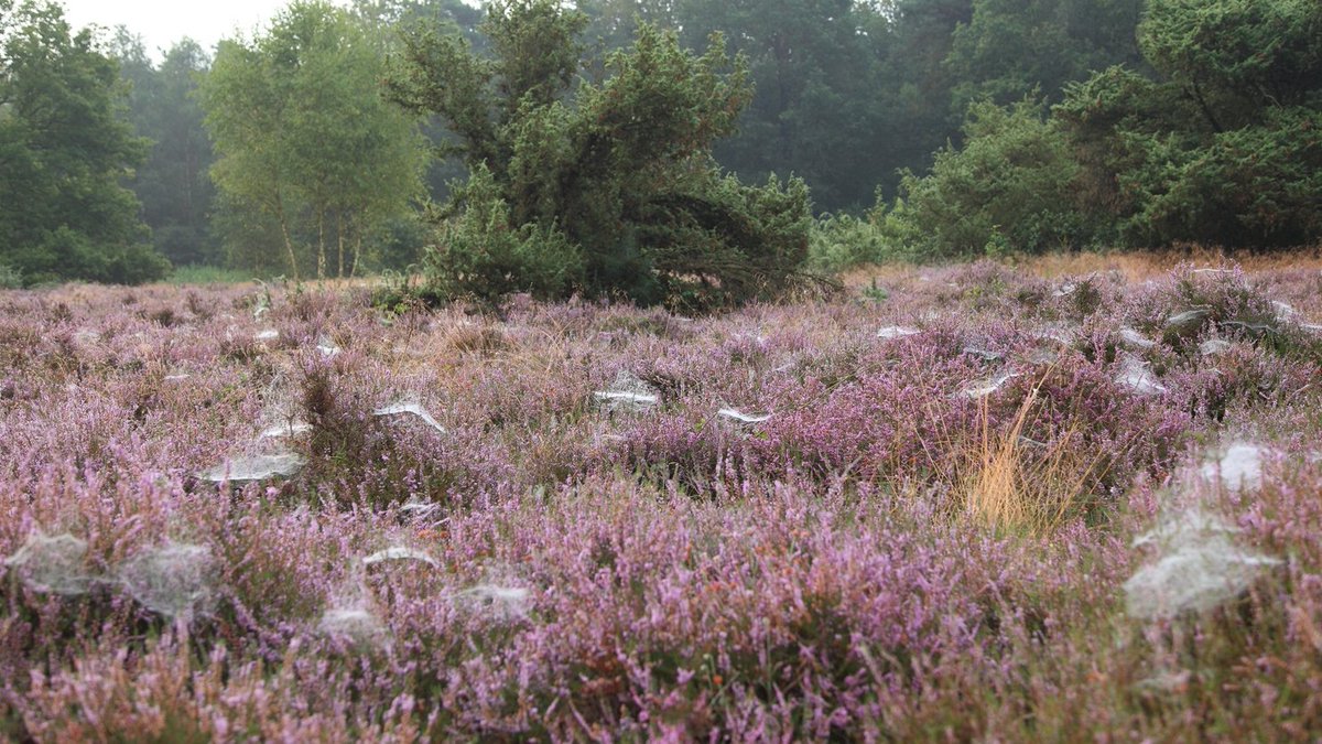 Toerisme Rijssen-Holten tweet media