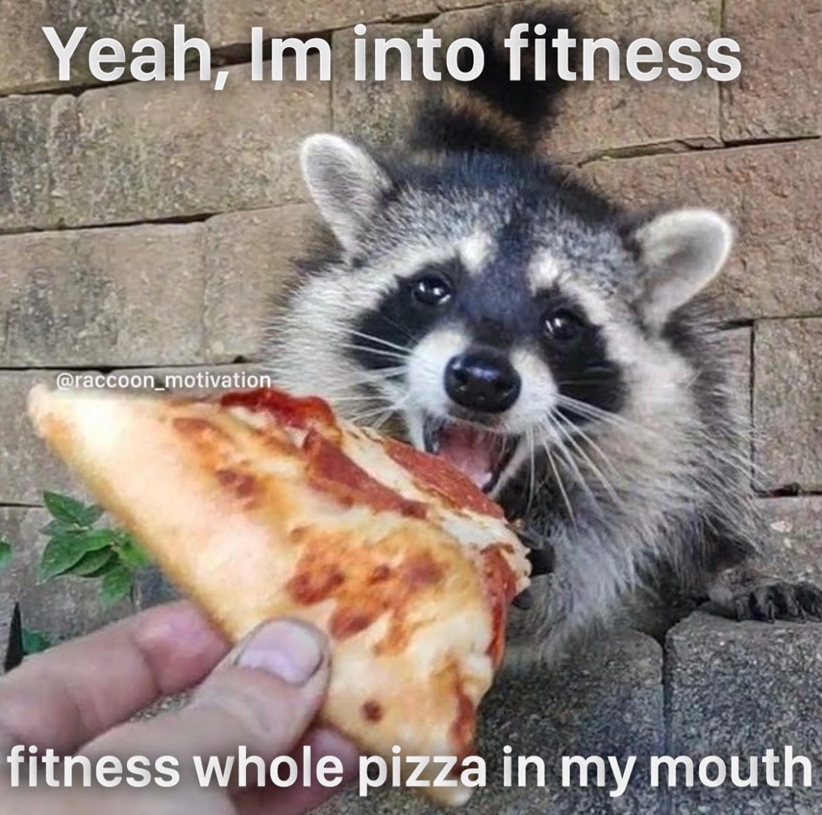 raccoon aesthetic. (@raccoonesthetic) on Twitter photo 