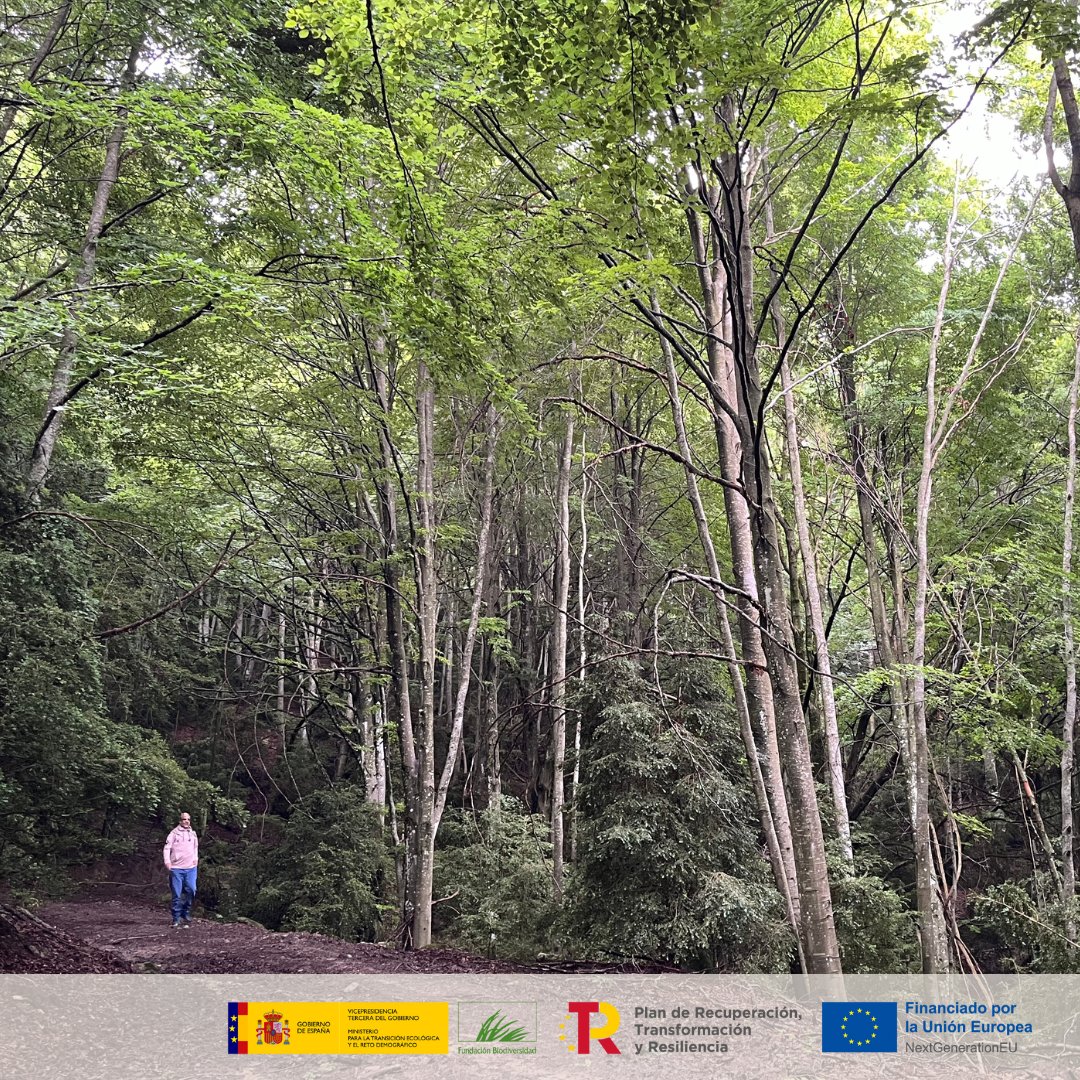 Continuamos con las visitas exploratorias de #ForestED en #Cataluña 🌳 Exploramos rodales de haya en Vidrà para comprender los procesos de transformación de la #madera y generar una extracción #sostenible✨ Más info: forested.es #ProyectosPRTR #PlandeRecuperacion