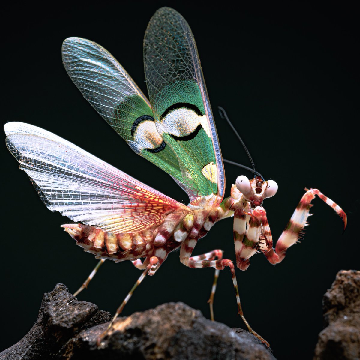 CIDER (@m_religiosa) on Twitter photo 