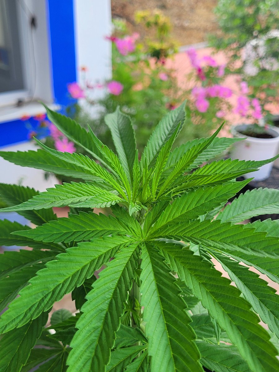RaulSantos1981's tweet photo. Vamos que ya es #Jueves!
#AppleBananas recién trasplantada sobre sustrato #SublimeMix by @ProXL_Int 🧑🏻‍🌾
Bellezas de verano! @KannabiaSeeds https://t.co/lrglJSZhpz