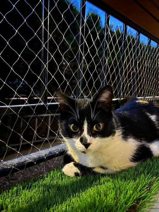 Barcelona-España
Hola, podeis ayudarme a compartir? Esta noche se ha escapado mi gato. Perdido en la calle Lloret de Mar, HORTA.
Gato macho, se llama OTTO, esta capado pero no tiene chip. Es muy sociable y cariñoso.
Si alguien lo ha vistor que llame al 661203214 – 637716309.