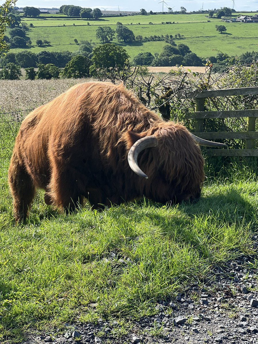 Jock the Highland Bull having a foot spa.