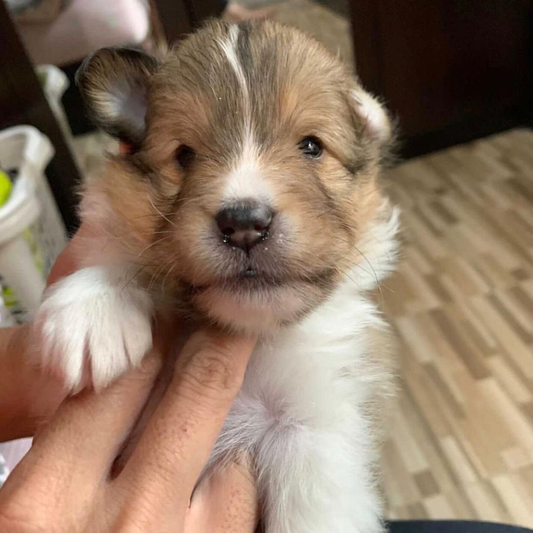 mikmtw's tweet photo. Bentley, he was like my child too from a different country. I've watched him grow, we watched them grow together with Cartier. Now, we have to say goodbye to him. It's painful :(( We'll meet again soon, Nong Bentley 🤍
Sending hugs to Opas fam 🫶
#bentleycartierO https://t.co/XDbUzWfnBU