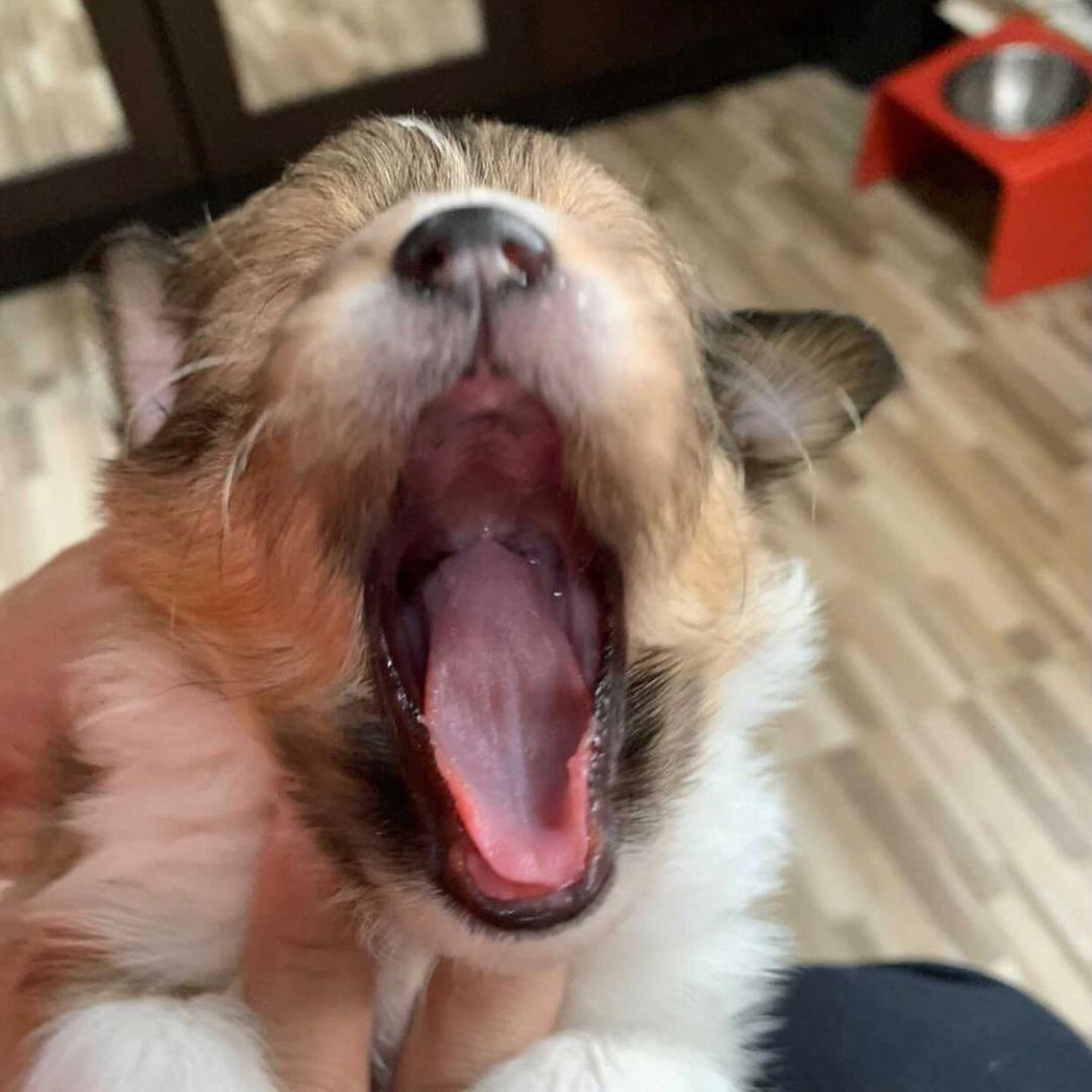 mikmtw's tweet photo. Bentley, he was like my child too from a different country. I've watched him grow, we watched them grow together with Cartier. Now, we have to say goodbye to him. It's painful :(( We'll meet again soon, Nong Bentley 🤍
Sending hugs to Opas fam 🫶
#bentleycartierO https://t.co/XDbUzWfnBU