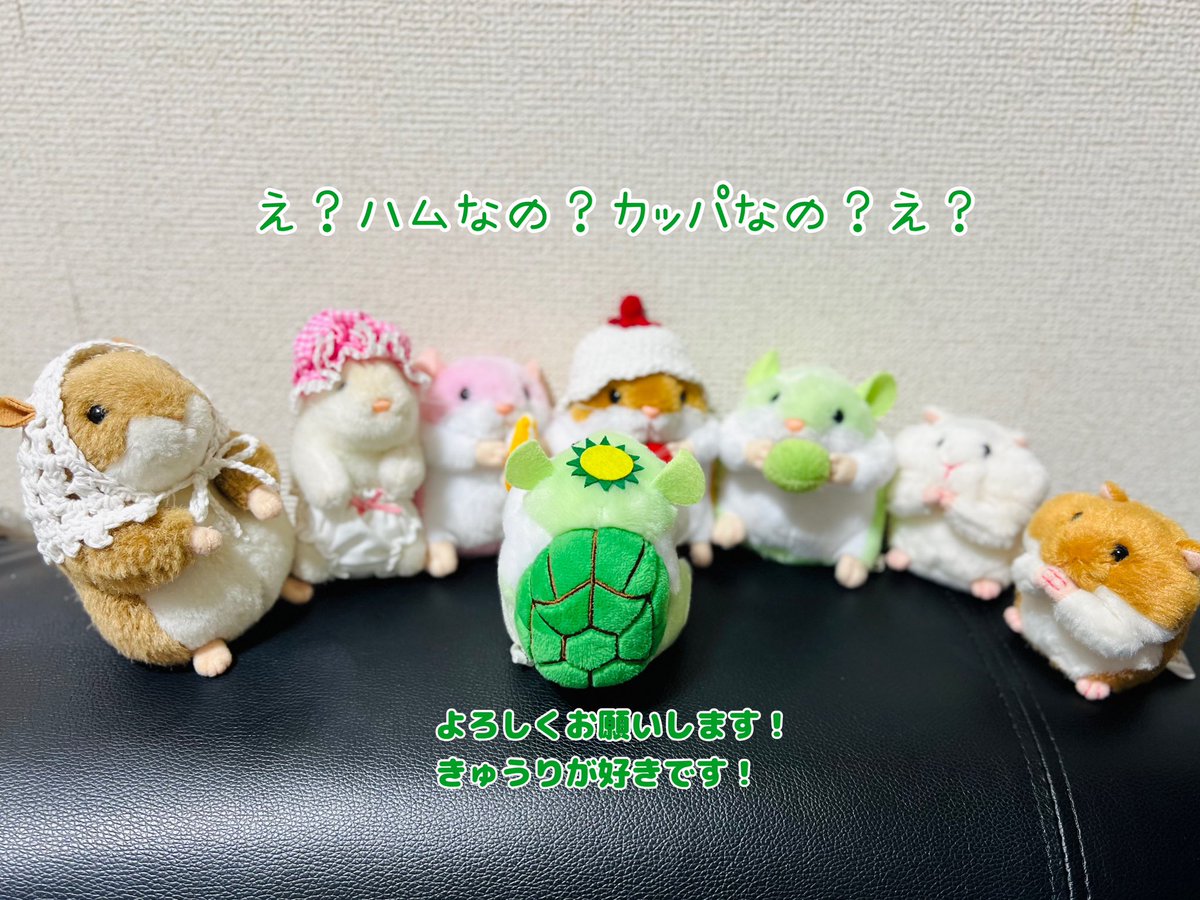 ハムかっぱ
