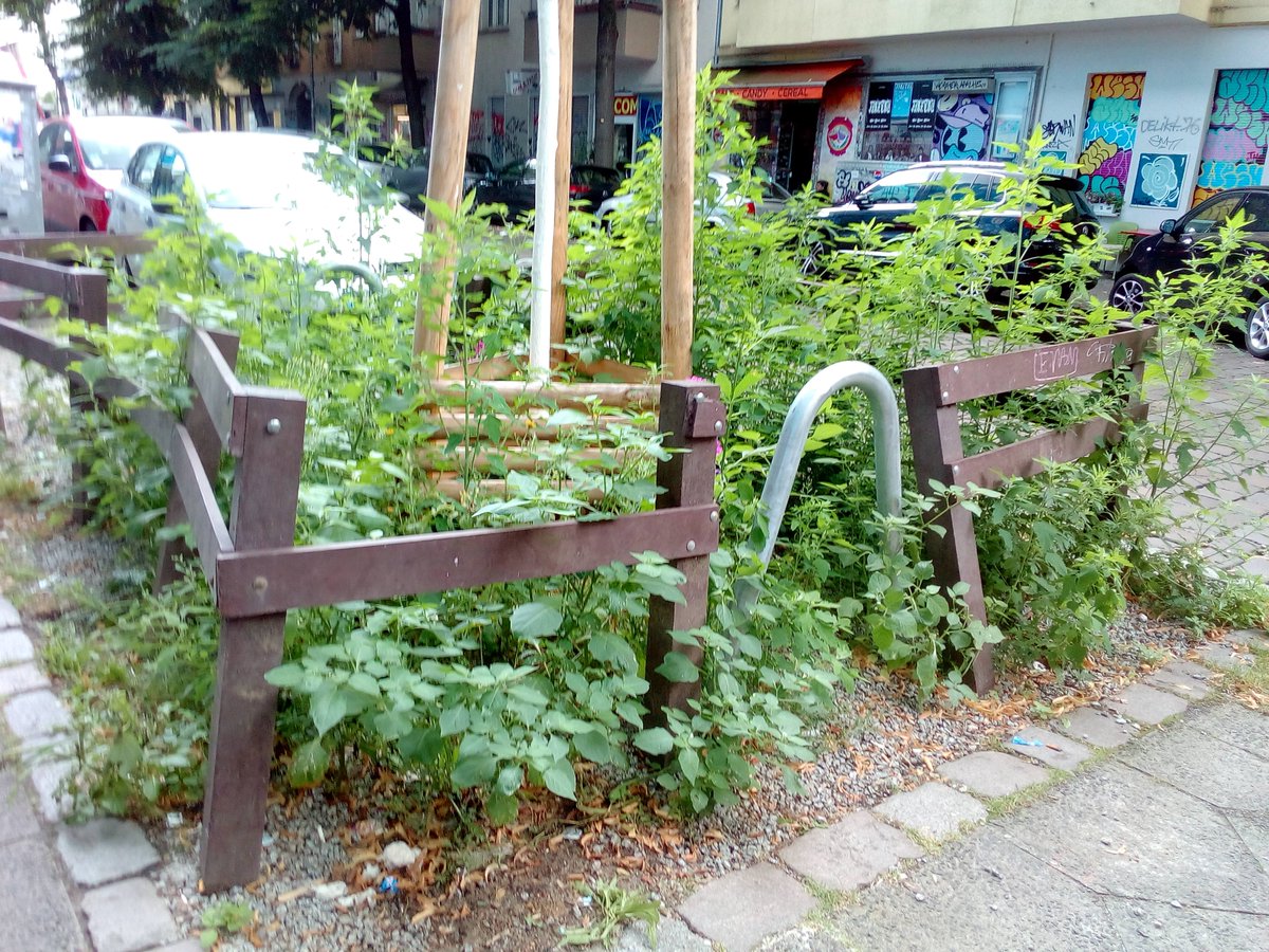 datawrangler2's tweet photo. [*Typisch Neukölln]
.
Typisch Berlin.
Wildwuchs aller Orten.
Ihr seht das doch auch, oder?
Die einen stört es, die anderen lieben es!
Kulturkrampf um den wild wachsenden Kulturhampf.
#weedmob #NutzHampf #Wildwuchs #Bienen #CannabisSativa #Kulturhanf #Insekten https://t.co/hJDotzbuUc