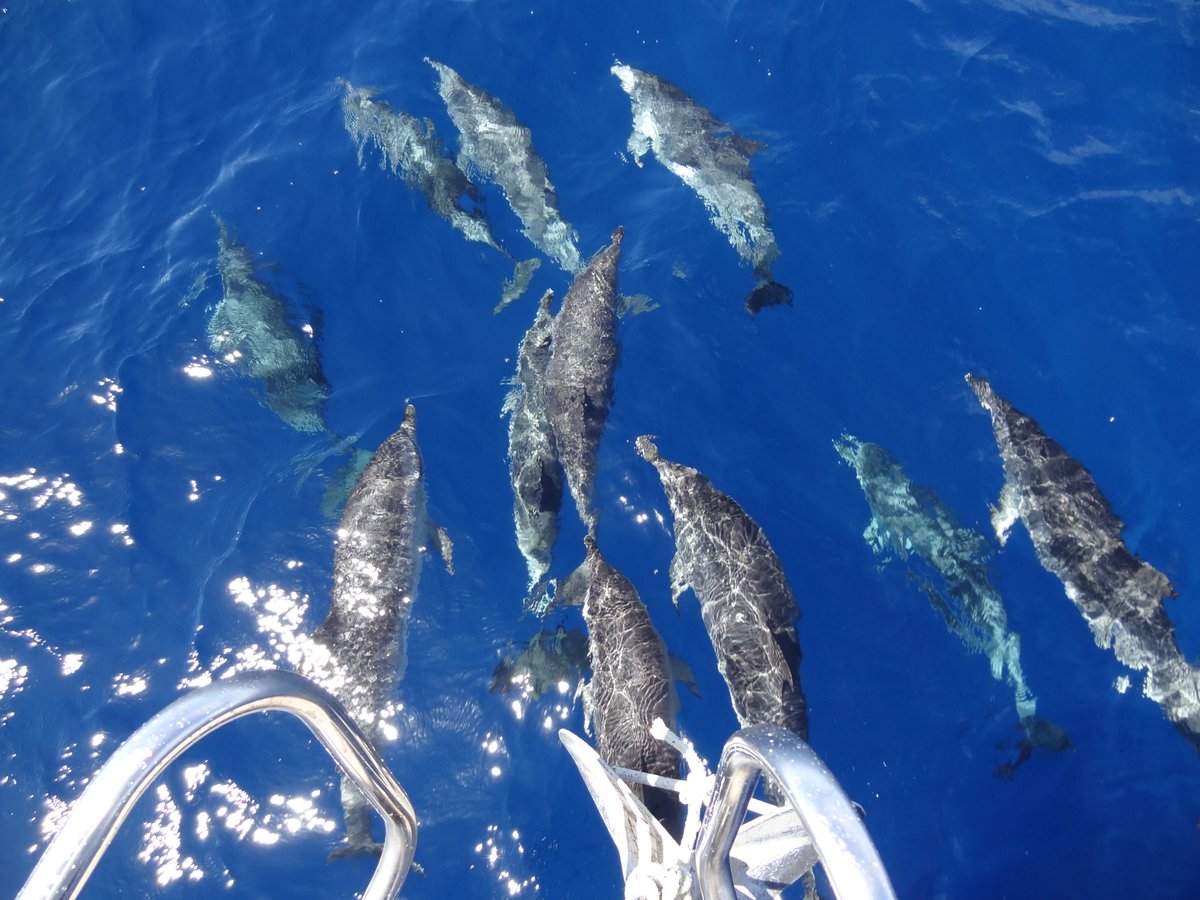 Why sail with us -reason 3-Wildlife
The waters are rich in marine life.  Enjoy seeing dolphins, whales, flying fish, turtles - enhances your sailing experience. #endeavoursailing #puertocaleromarina #sailing #sailinginthesun #RYAsailingcourses #sailingdolphins #ryatrainingcentre