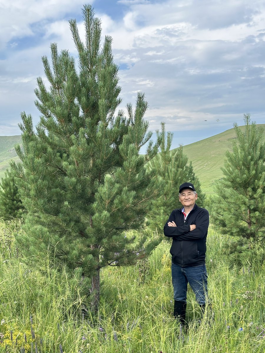 Сэнсэртлээ усалдаг байсан нарснууд маань ийм болжээ, тарих амархан, ургуулах хэцүү биш, зүгээр л тууштай арчилгаа чухал, усална, бордоно..
Энэ жил лав 50-60 см өндөр болжээ..