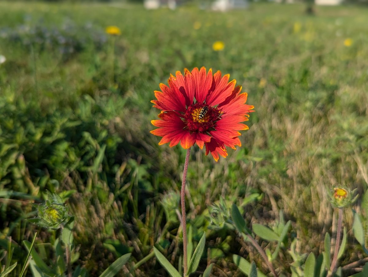 DocBohn's tweet photo. Good morning
#GoodMorning #firewheel #IndianBlanket #flower https://t.co/zcYKG6KVck