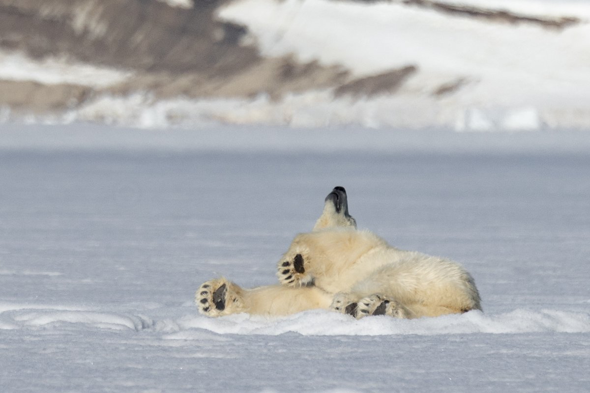 bernabephoto's tweet photo. Joy. What this world needs is more fat, happy bears.

Svalbard, Norway. #photography https://t.co/KtJOFum3bz
