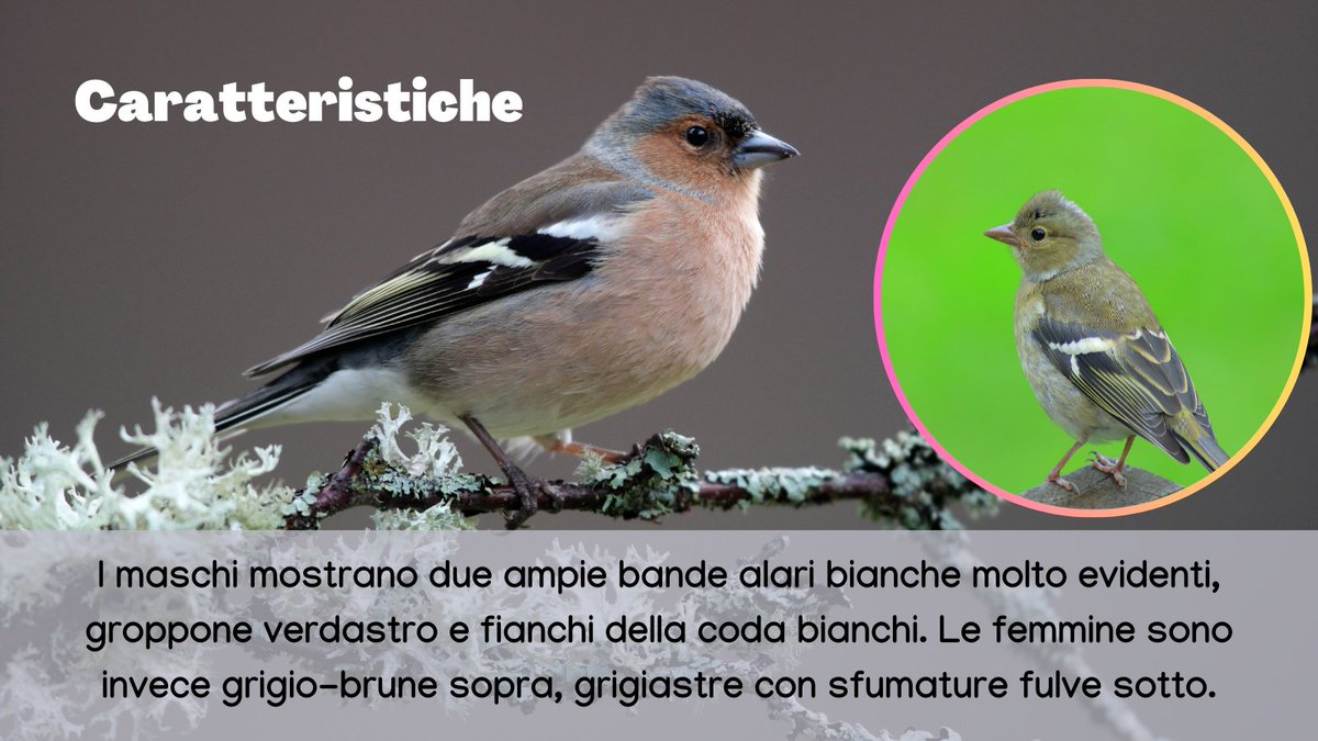 urbio_project's tweet photo. Il #fringuello è un piccolo uccello canoro frequente in giardini e parchi urbani, l'hai mai sentito cantare? 🐦🎶

Vuoi aiutarci a monitorare gli animali della tua città? Diventa #volontario!📷https://t.co/fnmgVvx3eC

#urbanbiodiversity #citizenscience #fringillacoelebs https://t.co/fqCquoF6bK