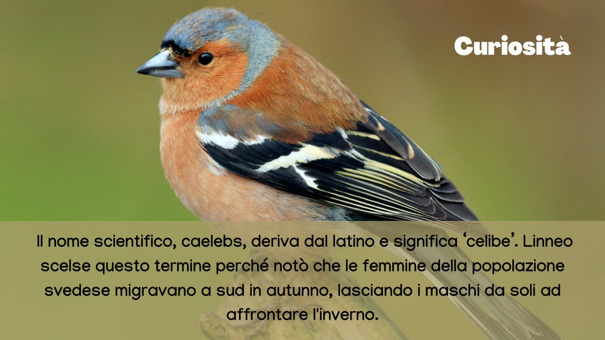 urbio_project's tweet photo. Il #fringuello è un piccolo uccello canoro frequente in giardini e parchi urbani, l'hai mai sentito cantare? 🐦🎶

Vuoi aiutarci a monitorare gli animali della tua città? Diventa #volontario!📷https://t.co/fnmgVvx3eC

#urbanbiodiversity #citizenscience #fringillacoelebs https://t.co/fqCquoF6bK