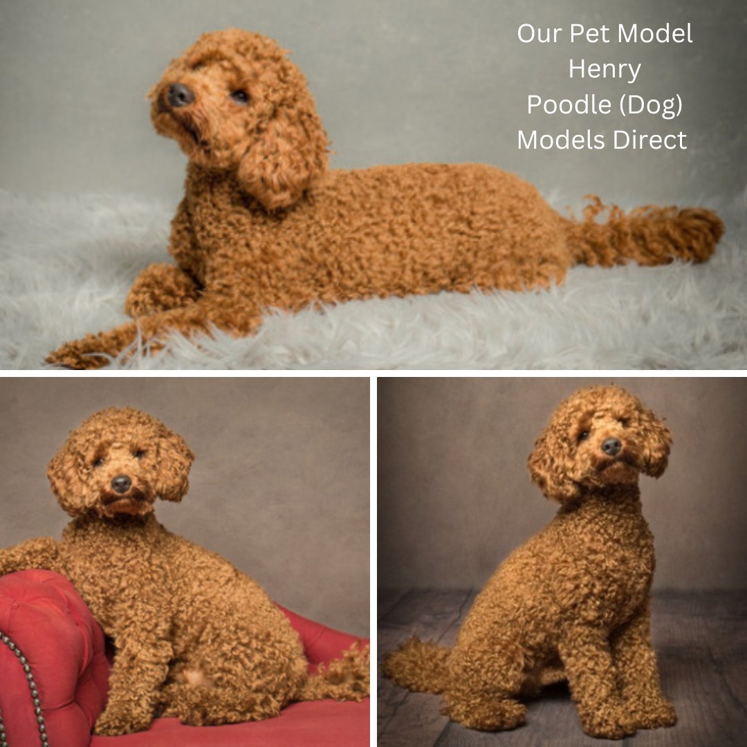 models_direct's tweet image. Our Pet Model Henry
Poodle (Dog)
Models Direct 
#petmodelling #pets #models #modelsdirect #images #portfolio #bookamodel #poodle #dog #dogmodelling