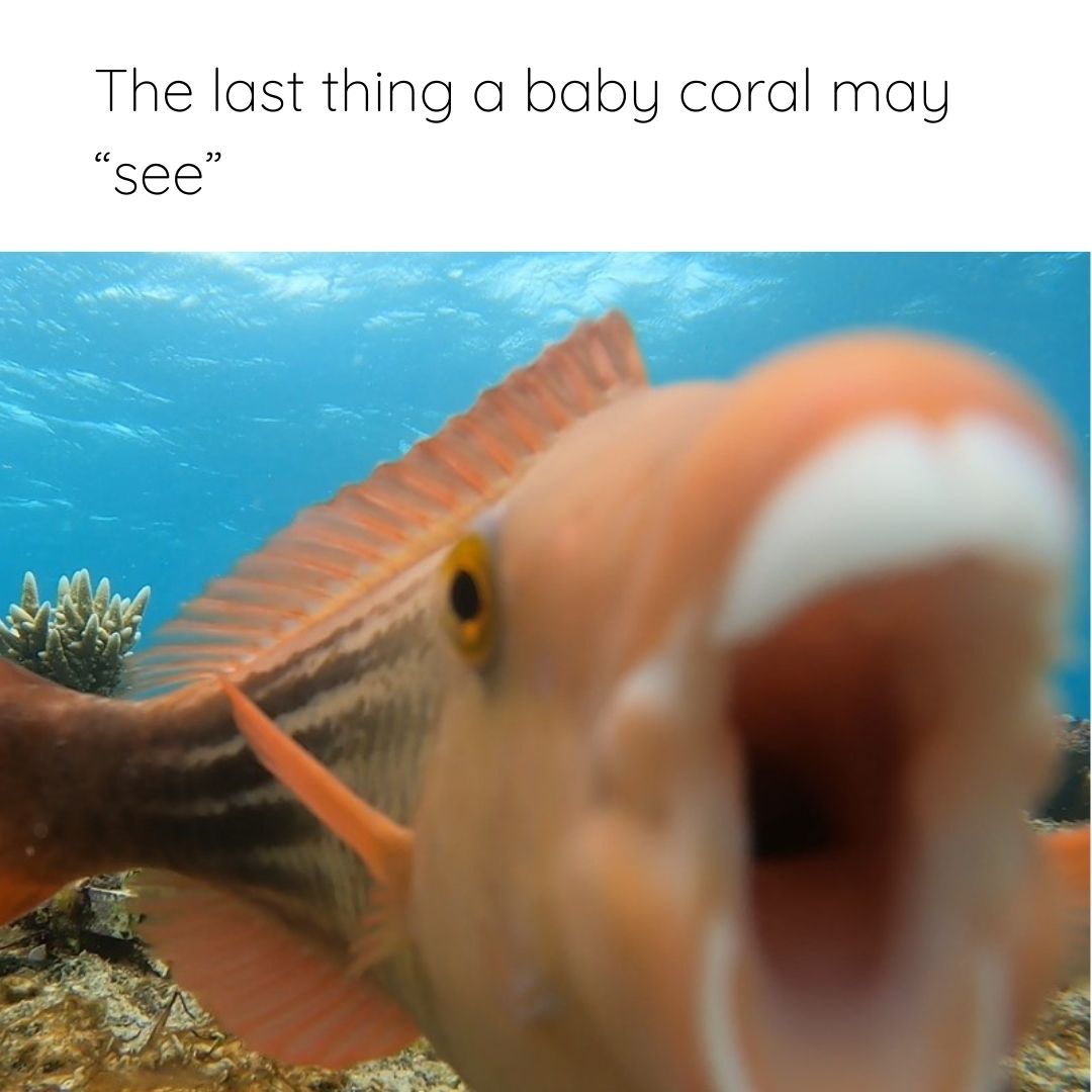Australian Institute of Marine Science (@aims_gov_au) on Twitter photo Corals don’t have👀, if they did this sight would invoke fear😱
Parrotfish eat young corals as they graze on algae. <a href="/TNWhitman/">Taylor Whitman</a> has studied coral seeding devices to see which design protects coral the best to optimise #reefrestoration.
🔗 bit.ly/46axKRO
#RRAP Corals don’t have👀, if they did this sight would invoke fear😱
Parrotfish eat young corals as they graze on algae. <a href="/TNWhitman/">Taylor Whitman</a> has studied coral seeding devices to see which design protects coral the best to optimise #reefrestoration.
🔗 bit.ly/46axKRO
#RRAP
