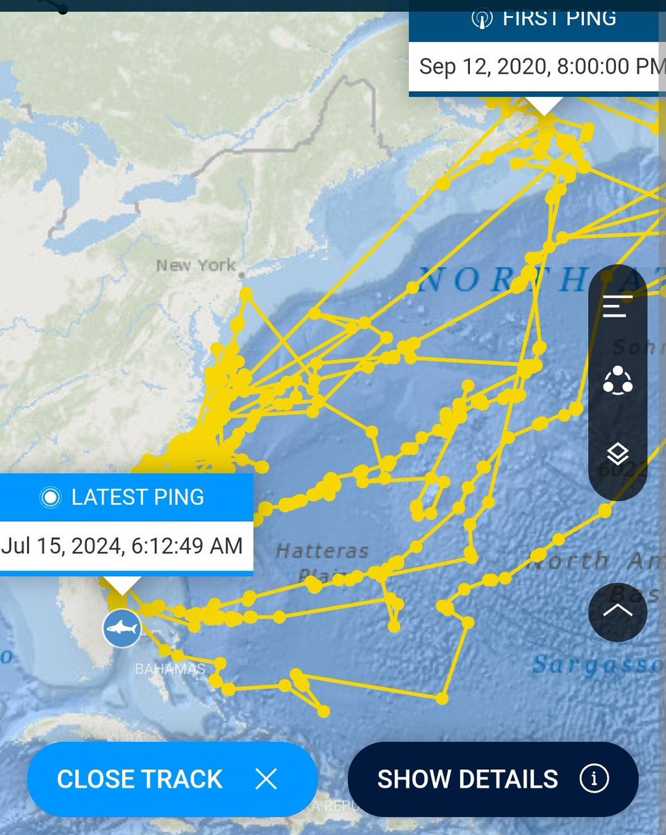 Klara__A's tweet image. We&apos;re just turtle-earch and Breton now ehh??

His track is pretty impressing though 🌊🦈🚨  #sharks #trackem