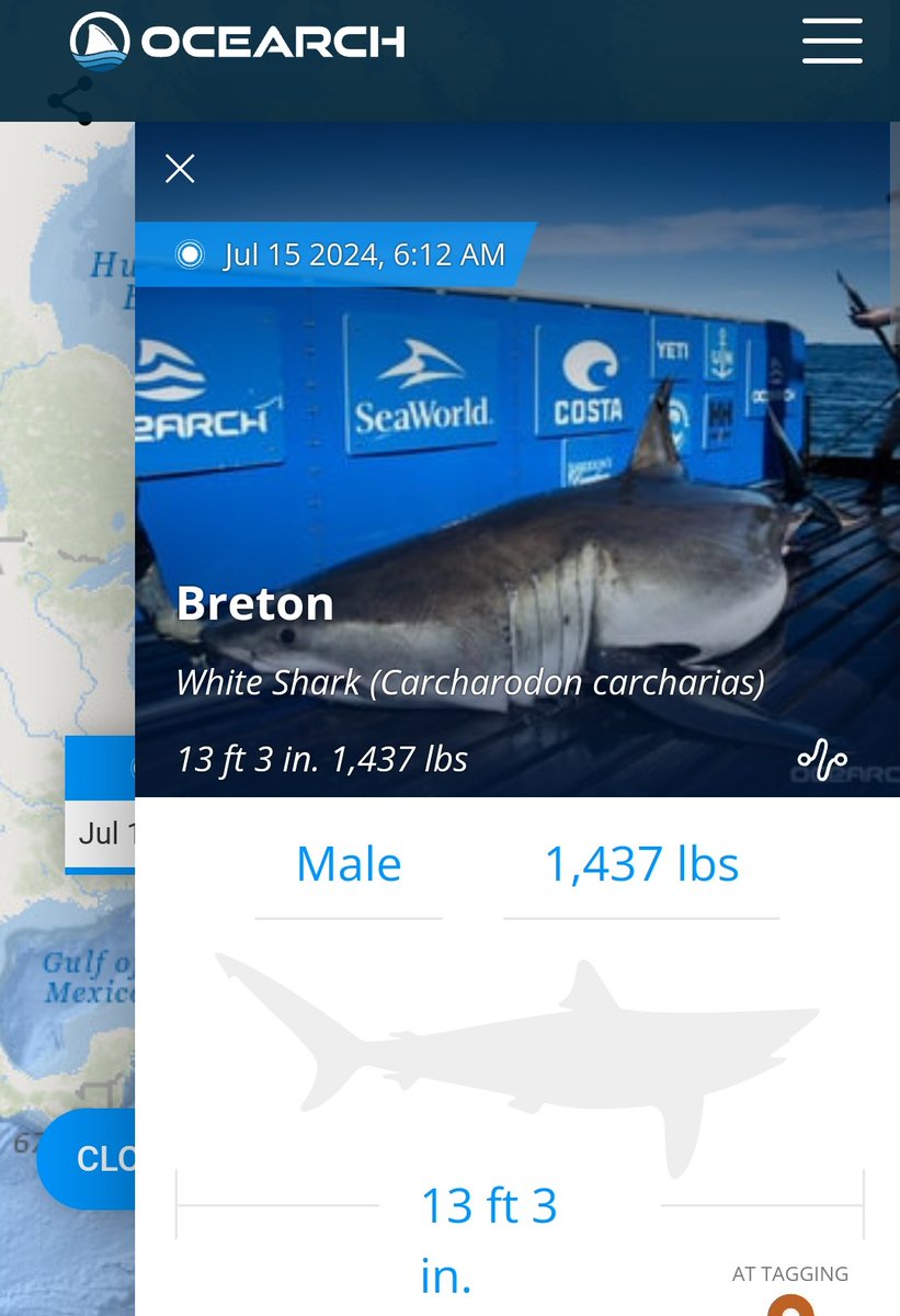 Klara__A's tweet image. We&apos;re just turtle-earch and Breton now ehh??

His track is pretty impressing though 🌊🦈🚨  #sharks #trackem