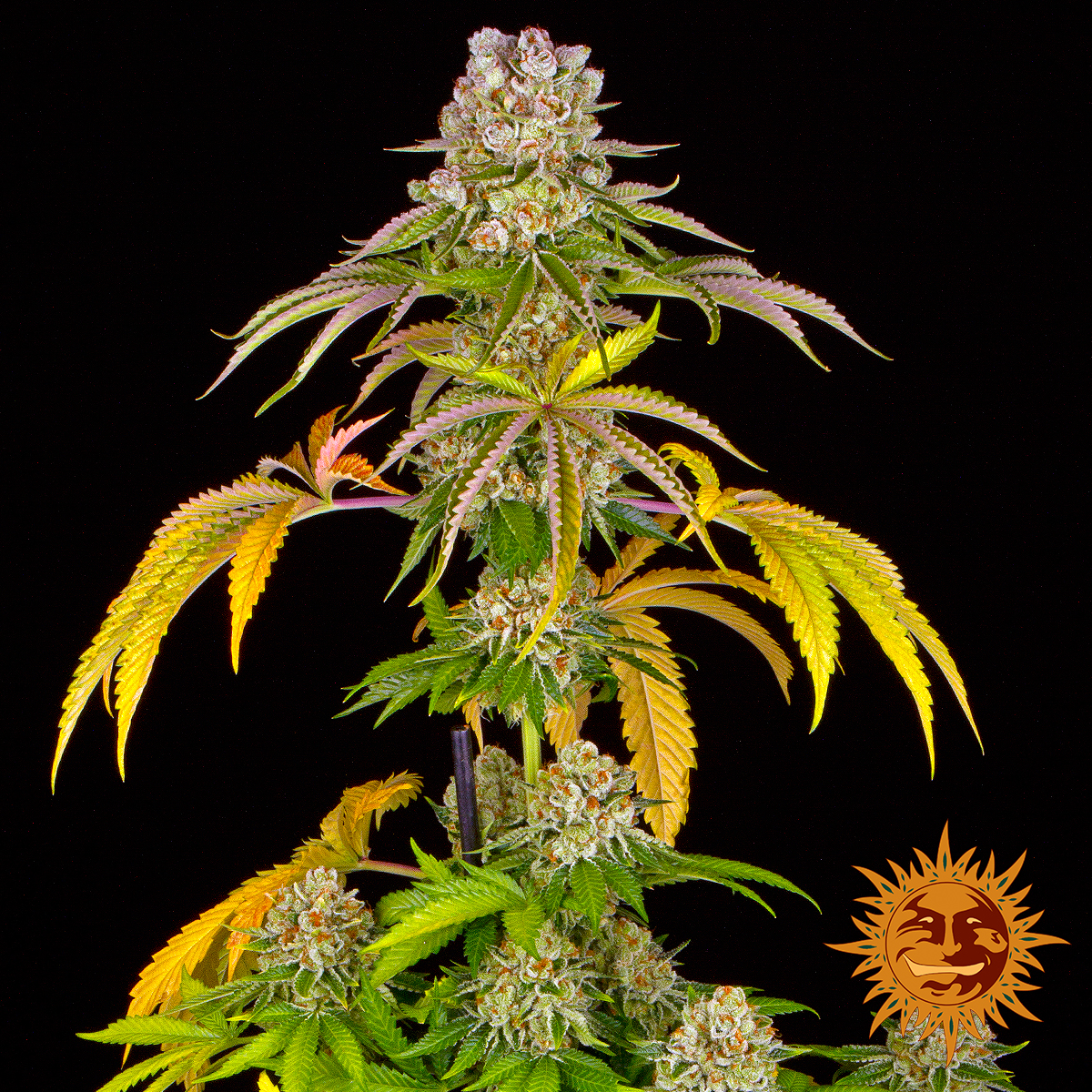 BarneysAms's tweet photo. Kush Mintz By Barney's Farm🌞🌲

#kushmintz #barneysfarm #cannabis #medicalmarijuana #marijuana #weedlife #weedsmokers #weedcommunity https://t.co/myqvbAZv1K