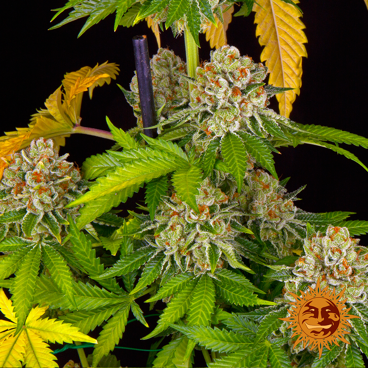 BarneysAms's tweet photo. Kush Mintz By Barney's Farm🌞🌲

#kushmintz #barneysfarm #cannabis #medicalmarijuana #marijuana #weedlife #weedsmokers #weedcommunity https://t.co/myqvbAZv1K