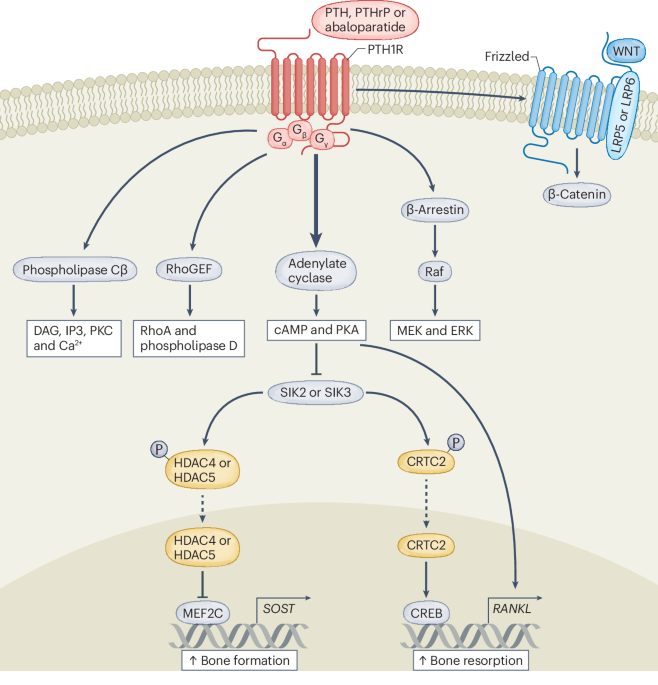 New content online: PTH receptor signalling, osteocytes and bone disease induced by diabetes mellitus dlvr.it/T9l7tb