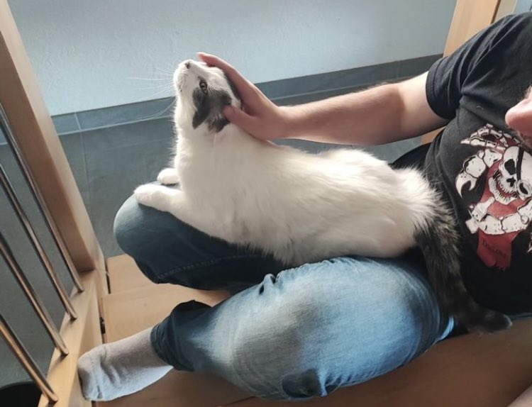 Un petit coucou à vous, les bipèdes 😽