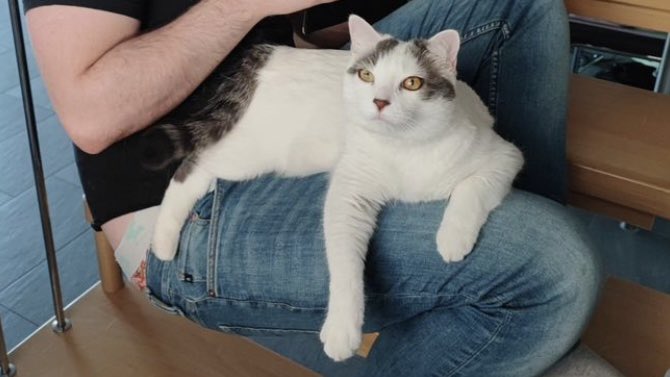 Tokay le chat 🐾 tweet media