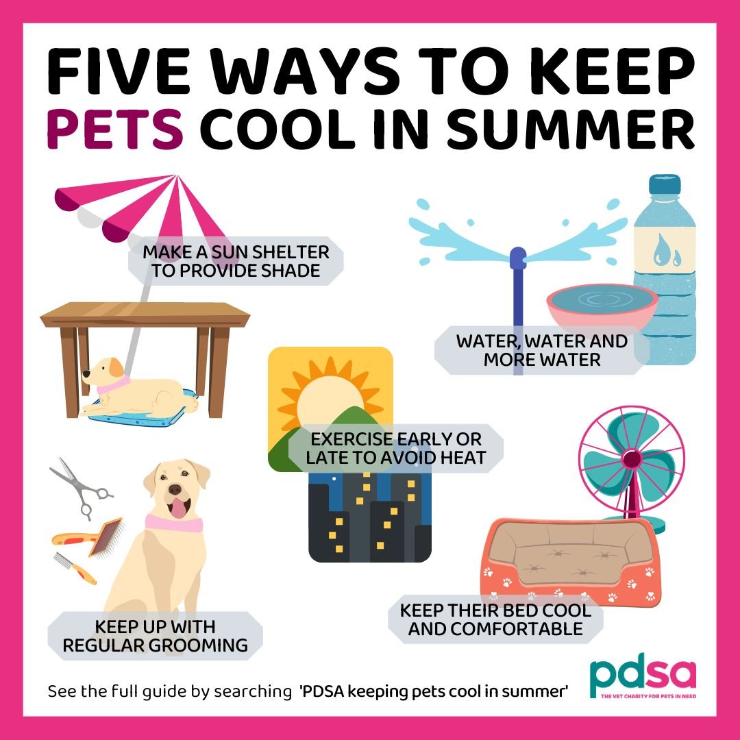 PDSA_HQ's tweet image. With the #BritishWeather warming up (again!) we thought it would be a paw-fect time to remind you of our top tips on how you can keep your #Pets cool 🧊