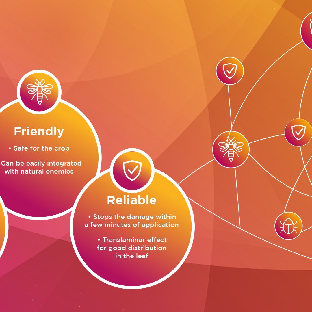 Mainspring® offers reliable, fast-acting protection against thrips, false codling moths, and caterpillars. 

Safe for crops and beneficial organisms, it’s essential for your cut flowers. 

#InsectControl #FlowerProtection #Mainspring