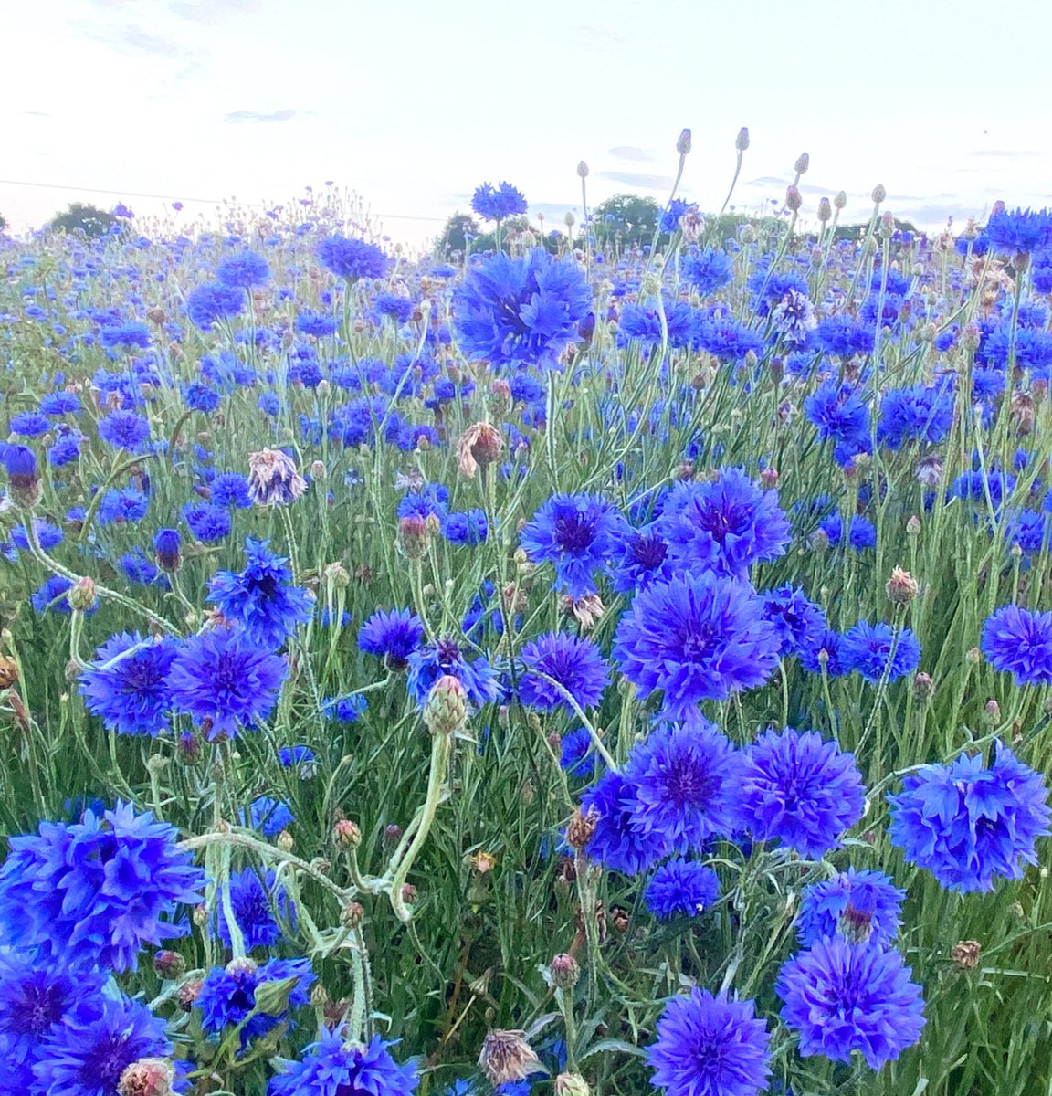 silverpebble's tweet image. If you pause for a few secs on my tweet your eyes will naturally scan this photo as you look at the cornflowers. 
This eye scanning also takes place as we walk in green places. Research shows that it rewires our brains, alleviating the symptoms of anxiety &amp;amp; the effects of trauma.
