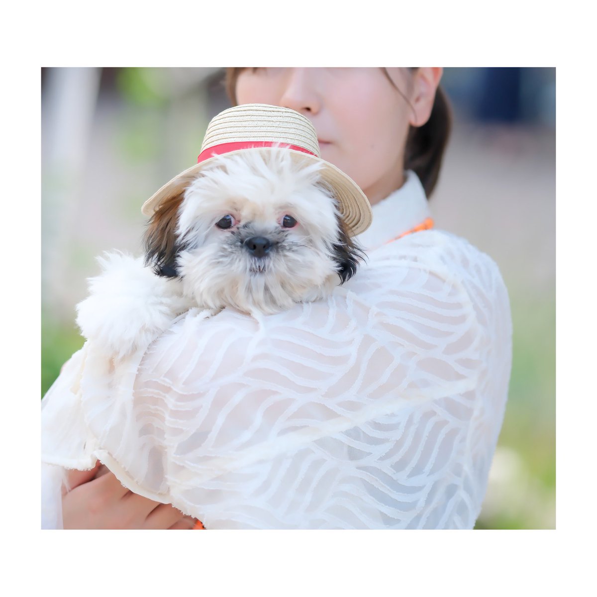popmart2022's tweet photo. 夏☀️本気出してるぅ〜。皆さん熱中症気をつけて下さいねっ🙏

#犬　#fujifilm #シーズー https://t.co/Cot2AQvmzy