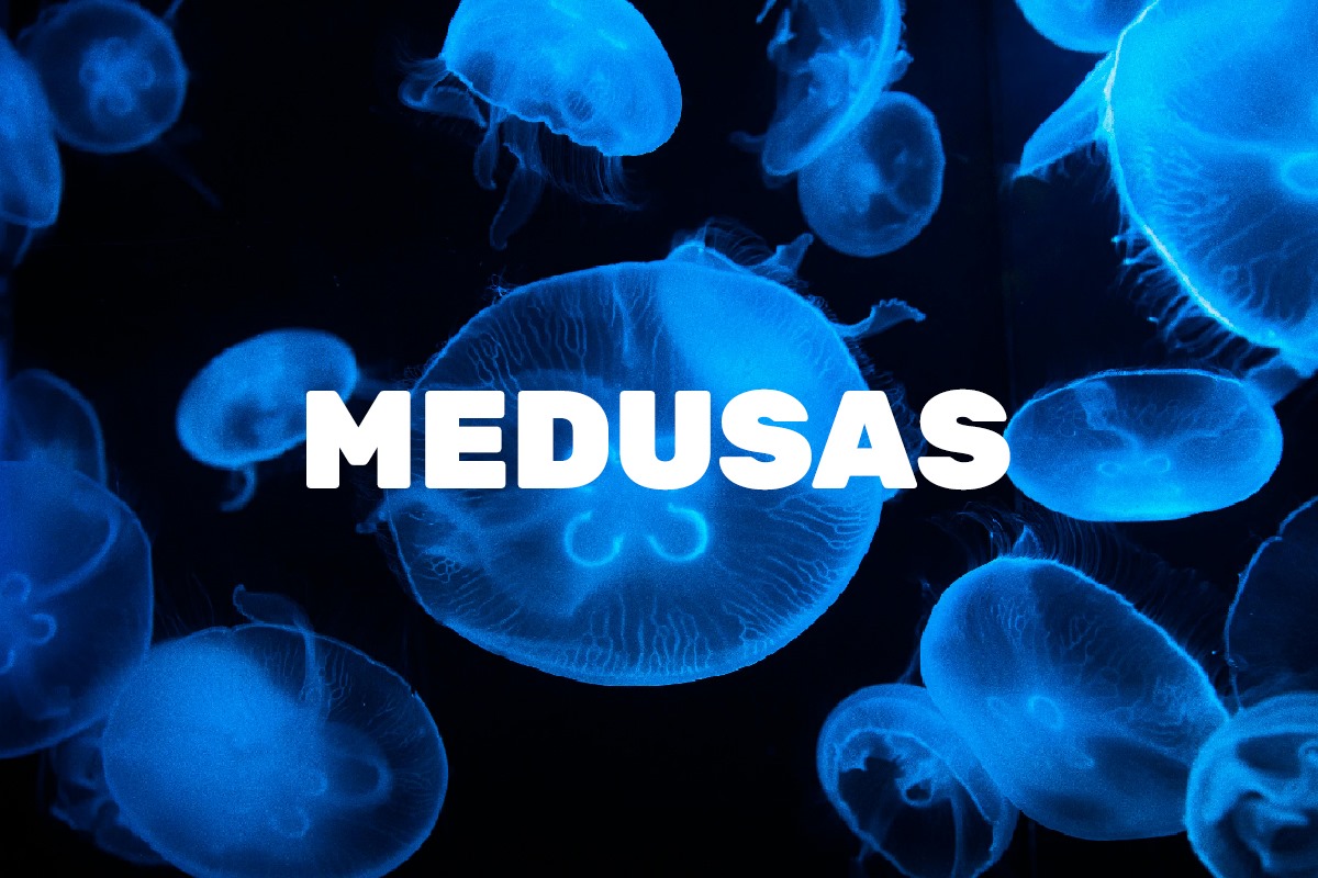 Elsa Martín Millán tweet media