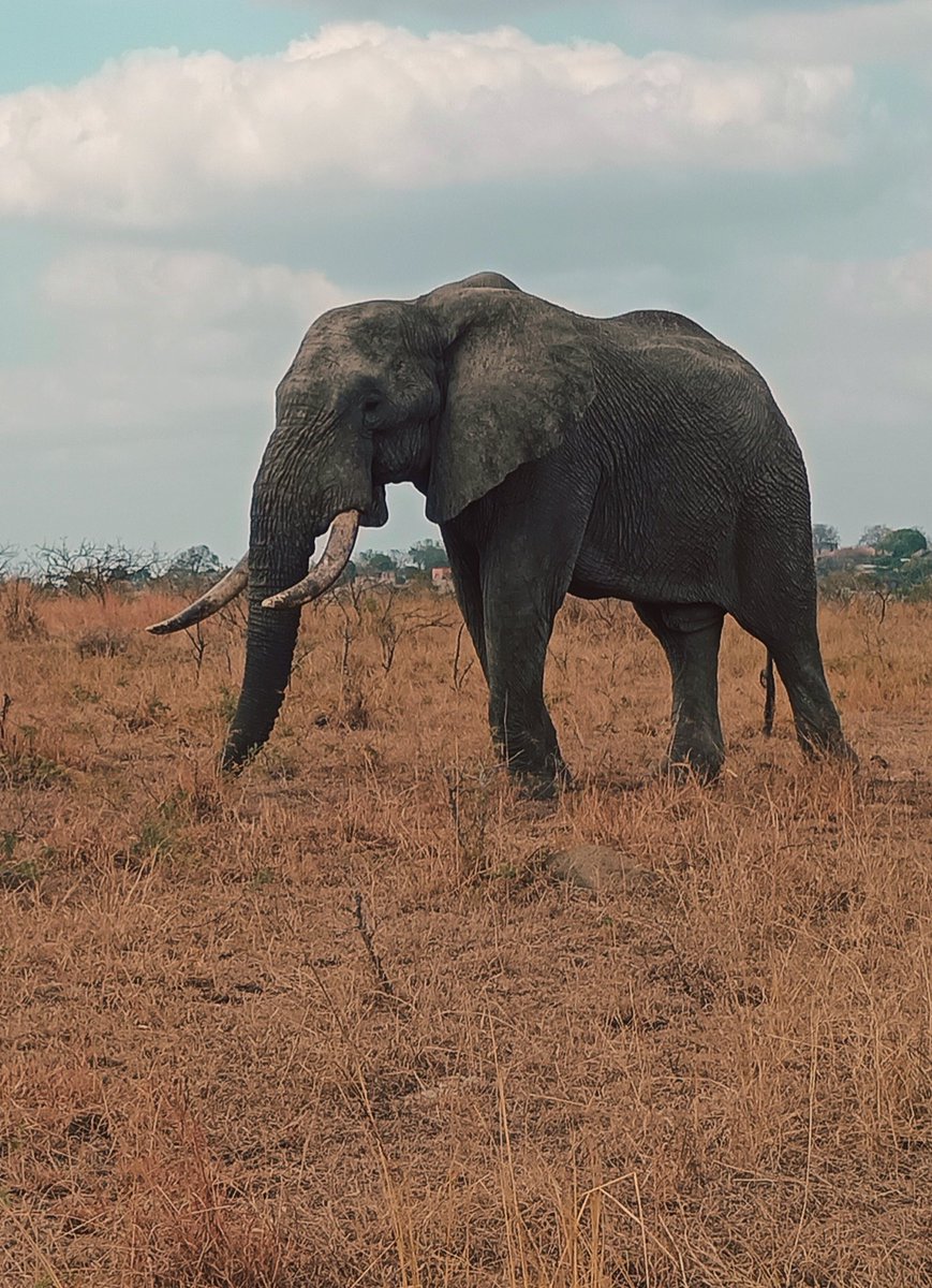 You can identify an elephant if is right or left handed by looking its horns or tasks
#madibaday
#SB19WinsKidsChoiceAwards