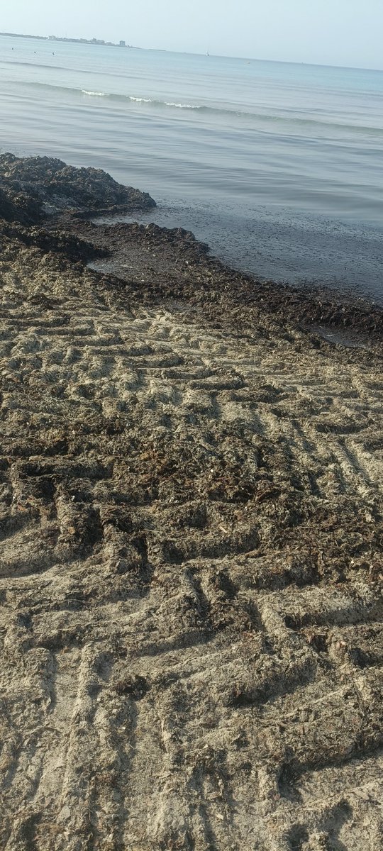 Comencen a retirar la posidònia de l'arenal de Sa Ràpita.