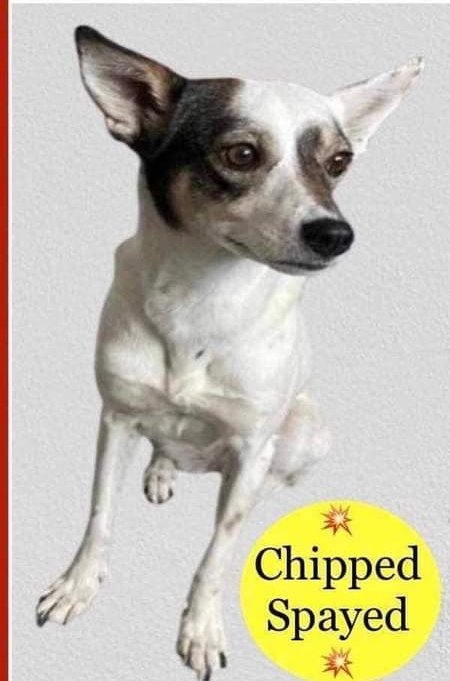 JESSY STILL #MISSING
Please share this post so it reaches out far &amp; wide
If anyone sees missing JESSY  please phone with the sighting &amp; note her direction of travel. Do not chase if seen 🙏🙏🙏 

RESCUE DOG LOST AT DONNINGTON SERVICES M1.
#Derby #DE74 on 13 July 2024