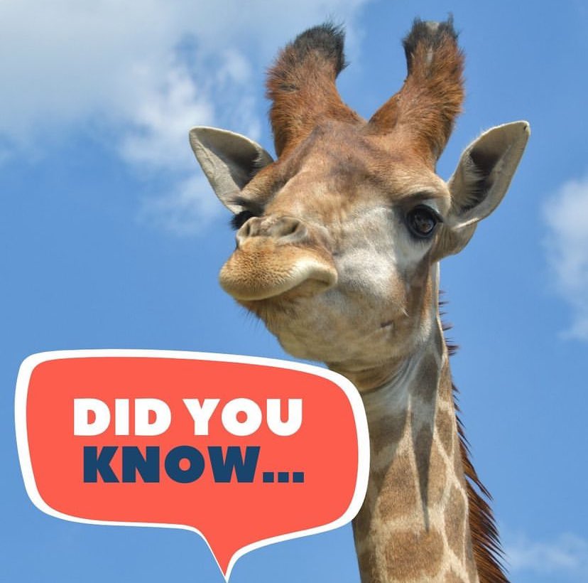 M6 Giraffe 🦒 tweet media