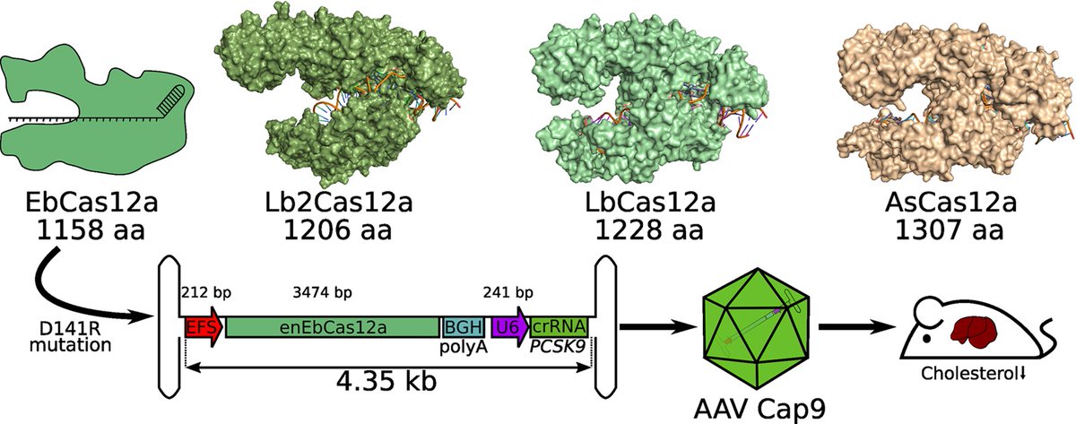 PLOSBiology's tweet photo. Existing #Cas12a nucleases are too large for #AAV-based #GeneTherapy. @grimmlab explores a #PLOSBiology study of a new Cas12a variant, compatible with in vivo #GenomeEditing via all-in-one AAV delivery. Paper: https://t.co/CZQCZ54cFo Primer: https://t.co/AuADVk8CB9 https://t.co/s3EjsKrphE