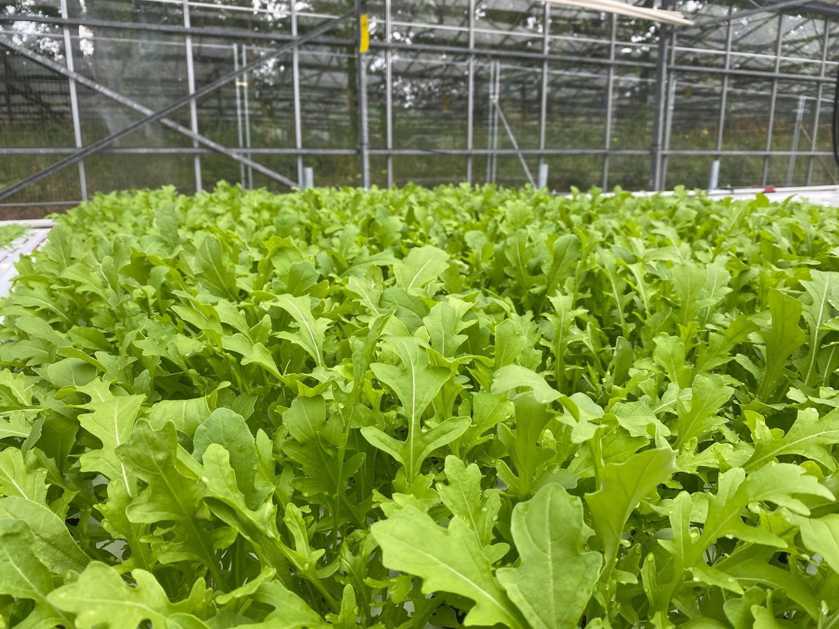 Why choose ultrasonic aeroponics? 

• improved root health 
• increased growth rates 
• reduced water consumption
• all this at scale 

Learn more: hubs.la/Q02GJHYW0 

#aeroponics #agritech #greenhouse #sustainablefarming #farminguk