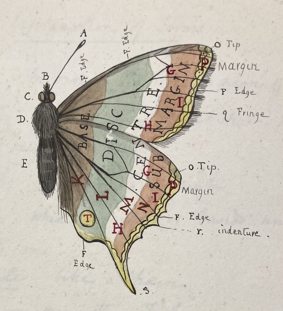 Dr Jill Whitelock tweet media